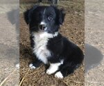 Small Photo #1 Miniature Australian Shepherd Puppy For Sale in BRIGGSVILLE, AR, USA