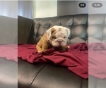 Small #7 English Bulldog