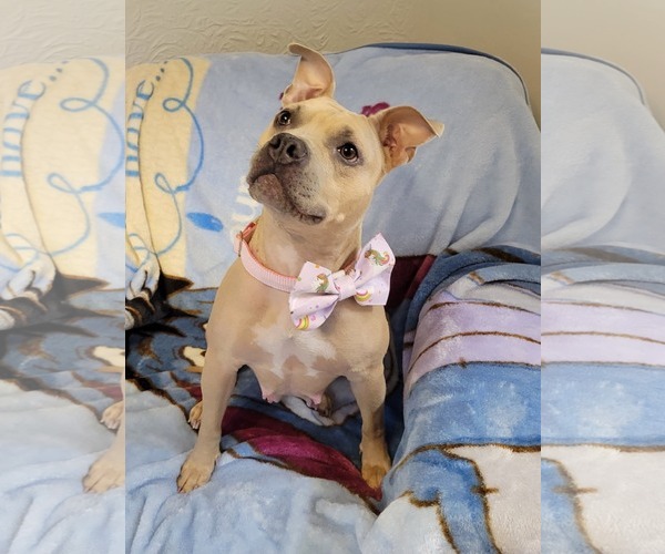 Medium Photo #8 Mutt Puppy For Sale in Rockaway, NJ, USA