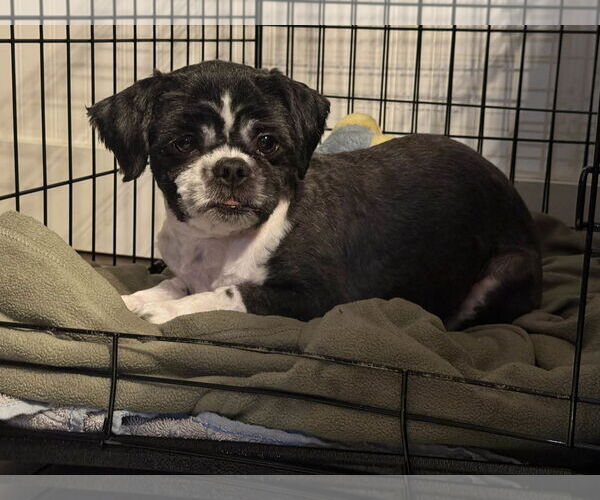 Medium Photo #2 Shih Tzu Puppy For Sale in Croydon, NH, USA