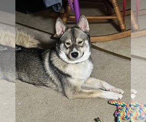 Mother of the Pomsky-Shiba Inu Mix puppies born on 11/08/2025