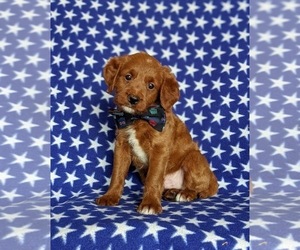 Miniature Labradoodle Puppy for sale in QUARRYVILLE, PA, USA