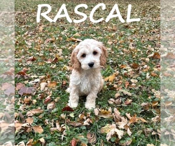 Medium Photo #2 Cock-A-Poo Puppy For Sale in HARTLAND, MN, USA