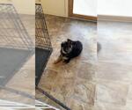 Small German Shepherd Dog