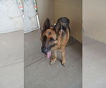 Small #2 German Shepherd Dog Mix