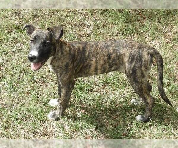 Medium Photo #6 Mountain Cur-Unknown Mix Puppy For Sale in Anniston, AL, USA