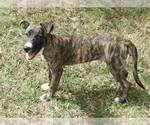 Small #5 Mountain Cur Mix
