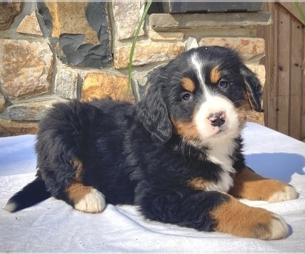 Medium Photo #1 Bernese Mountain Dog Puppy For Sale in WEST GROVE, PA, USA