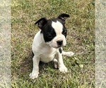 Small #2 Boston Terrier