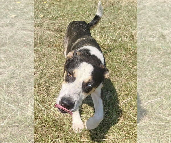 Medium Photo #2 Huskies -Unknown Mix Puppy For Sale in Anniston, AL, USA