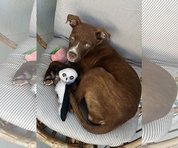 Medium Photo #4 American Pit Bull Terrier-Unknown Mix Puppy For Sale in Cottage Grove, MN, USA