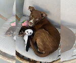Small #3 American Pit Bull Terrier Mix