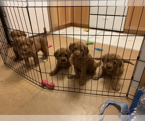 Labradoodle Puppy for sale in SKAMANIA, WA, USA