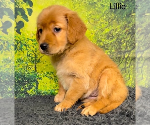 Medium Photo #5 Golden Retriever Puppy For Sale in AZLE, TX, USA