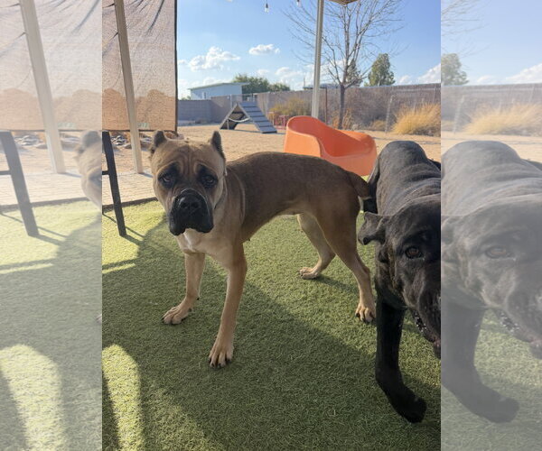 Medium Photo #4 Mutt Puppy For Sale in Goodyear, AZ, USA