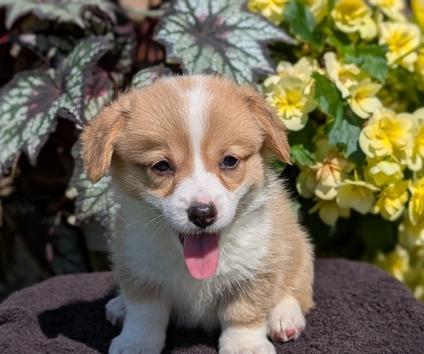 Medium Photo #8 Pembroke Welsh Corgi Puppy For Sale in GOSHEN, IN, USA