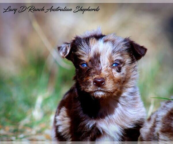 Medium Photo #1 Australian Shepherd Puppy For Sale in TULAROSA, NM, USA