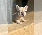Small Photo #11 French Bulldog Puppy For Sale in PARADISE VALLEY, AZ, USA