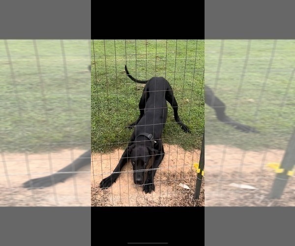 Medium Photo #1 Great Dane Puppy For Sale in MARSHVILLE, NC, USA