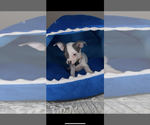 Small #3 Chihuahua