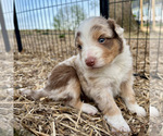 Small #4 Australian Shepherd