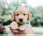 Image preview for Ad Listing. Nickname: Ashton