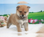 Small Photo #7 Shiba Inu Puppy For Sale in SACRAMENTO, CA, USA