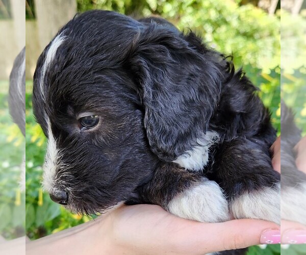Medium Photo #3 F2 Aussiedoodle Puppy For Sale in COLUMBIA, TN, USA