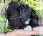 Small #2 F2 Aussiedoodle