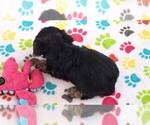 Small #9 Yorkshire Terrier