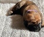 Small Photo #3 Mastiff Puppy For Sale in BIXBY, OK, USA