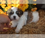 Litter of 6 - Male(s) and Female(s) Mal-ShiLitter of Puppies for Sale - Small photo
