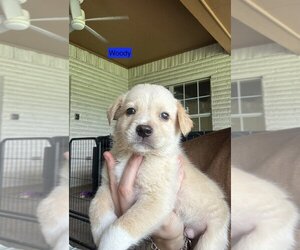 Golden Pyrenees Dogs for adoption in Brewster, NY, USA