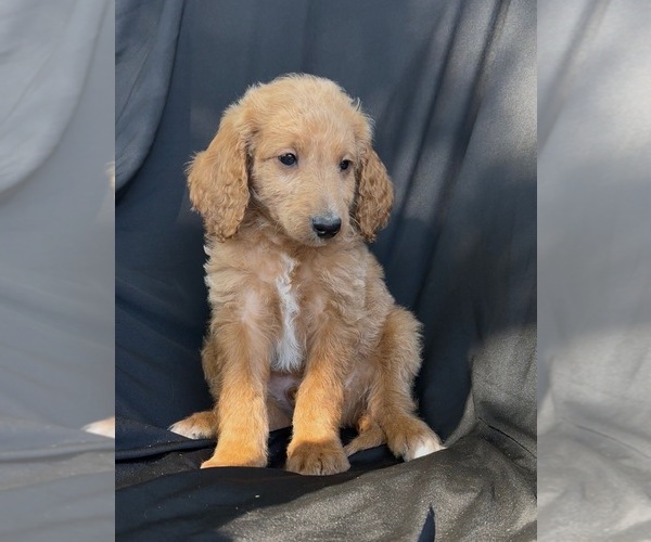 Medium Photo #2 Cavapoo-Goldendoodle Mix Puppy For Sale in KALAMAZOO, MI, USA