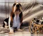 Small Photo #5 Basset Hound Puppy For Sale in CLAREMORE, OK, USA