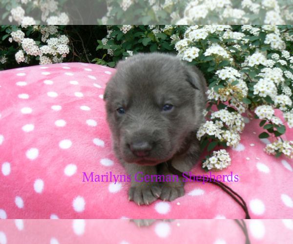 Medium Photo #5 German Shepherd Dog Puppy For Sale in PIEDMONT, MO, USA