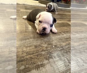 Boston Terrier Puppy for sale in FREDONIA, KS, USA