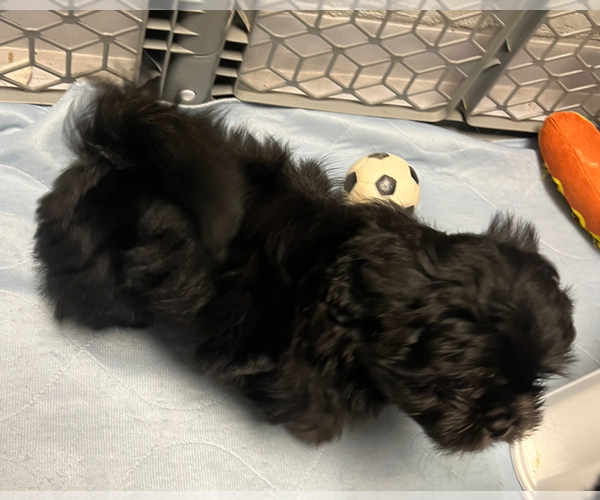 Medium Photo #7 Shih Tzu Puppy For Sale in ROSEVILLE, OH, USA