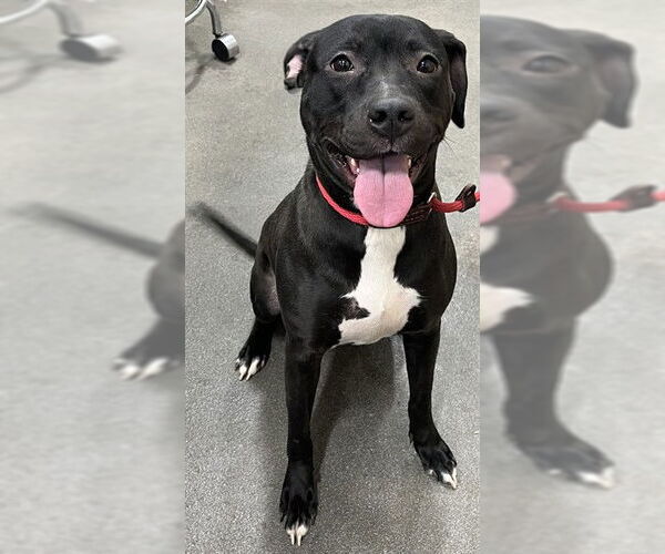 Medium Photo #1 Labrador Retriever Puppy For Sale in Forestville, MD, USA