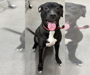 Labrador Retriever Dogs for adoption in Forestville, MD, USA