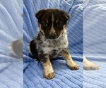 Small Photo #1 Australian Shepherd Puppy For Sale in FAIR HAVEN, MI, USA
