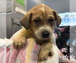 Small #1 Retriever  Mix