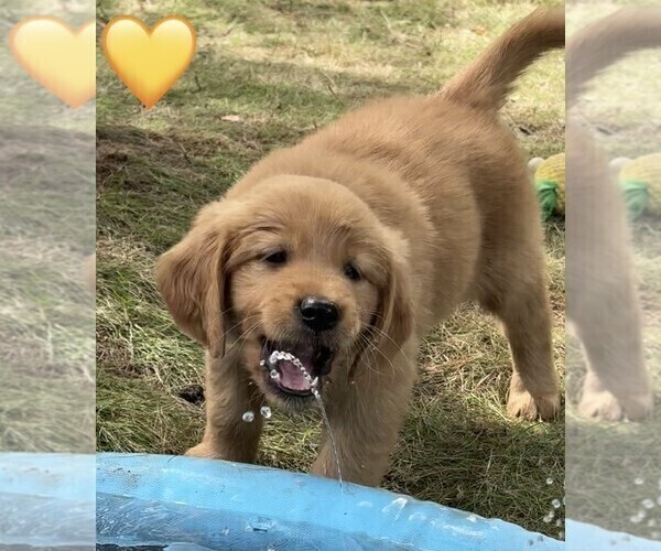 Medium Photo #10 Golden Retriever Puppy For Sale in CHIPPEWA FALLS, WI, USA