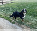 Small Photo #1 Bernese Mountain Dog Puppy For Sale in MIDDLEBURY, IN, USA