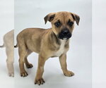 Small #2 Rottweiler Mix
