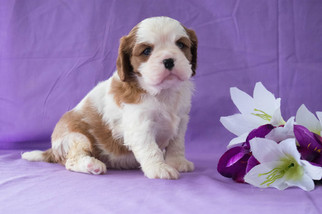Cavalier King Charles Spaniel Puppy for sale in CUYAHOGA FALLS, OH, USA