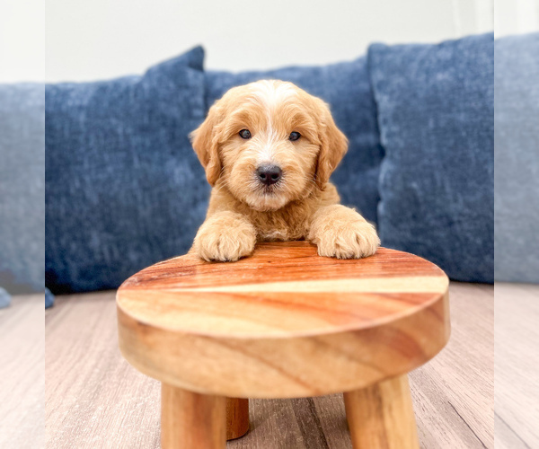 Medium Photo #2 Goldendoodle (Miniature) Puppy For Sale in MILLERSBURG, OH, USA
