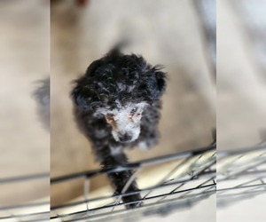 Poodle (Toy) Puppy for sale in DENTON, NC, USA