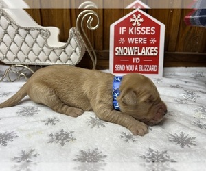 Golden Retriever Puppy for Sale in NEOLA, West Virginia USA