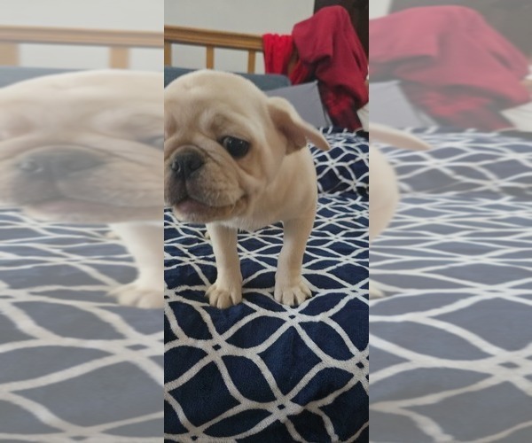 Medium Photo #4 Pug Puppy For Sale in NEW IPSWICH, NH, USA
